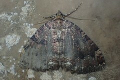 Triphosa dubitata