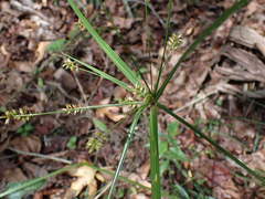 Cyperus tetragonus