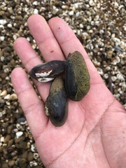 Nodularia douglasiae