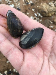 Nodularia douglasiae