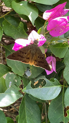 Astraptes