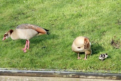 Alopochen aegyptiaca