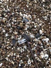 Nodularia douglasiae