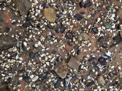 Nodularia douglasiae