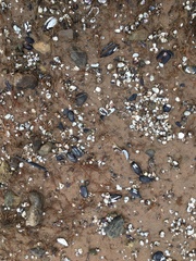 Nodularia douglasiae