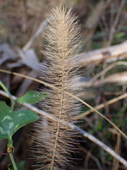 Setaria magna