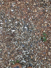 Nodularia douglasiae