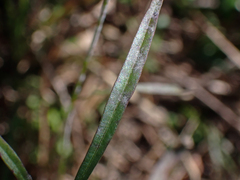 Coreopsis leavenworthii
