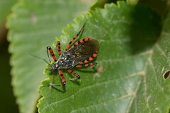 Sphedanolestes cingulatus