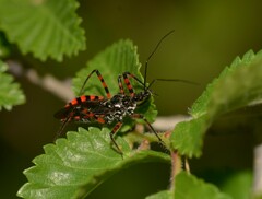 Sphedanolestes cingulatus
