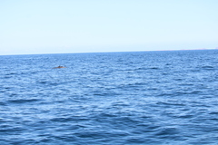 Stenella attenuata