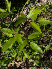 Rubus pensilvanicus