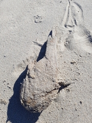 Halobatrachus didactylus