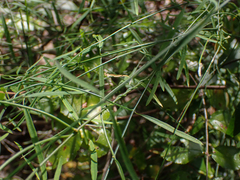 Orthosia scoparia