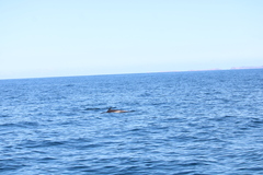 Stenella attenuata