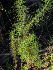 Eupatorium capillifolium