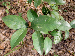 Citrus deliciosa