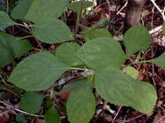 Callicarpa americana