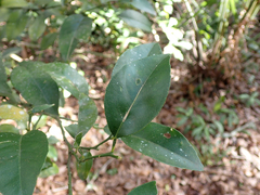 Citrus deliciosa