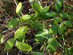 Rubus cuneifolius