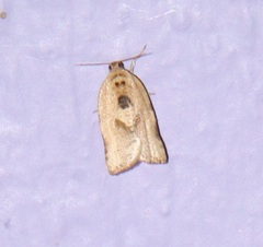 Argyrotaenia polvosana