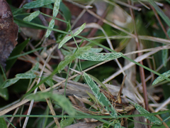 Vicia acutifolia
