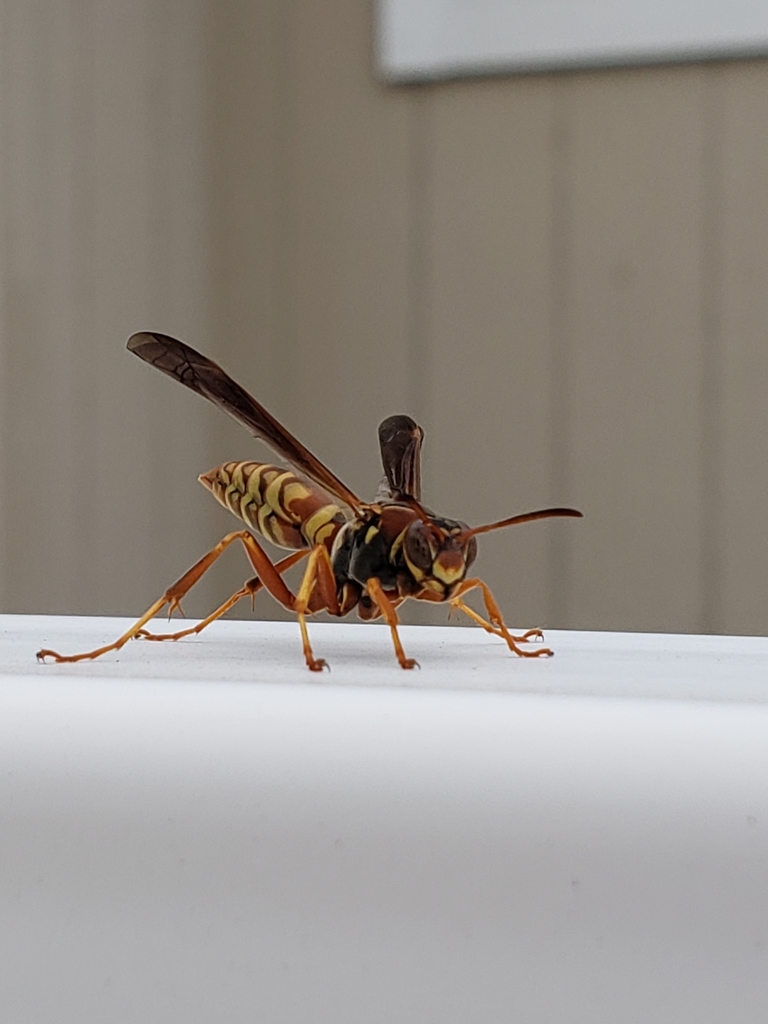 Gold-bearing Paper Wasp