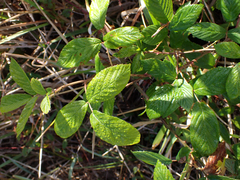 Rubus cuneifolius