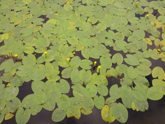 Nuphar lutea