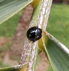 Chilocorus nigritus
