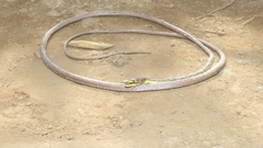 Oxybelis potosiensis