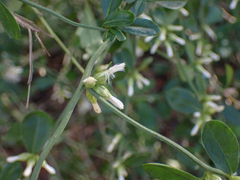 Baccharis glomeruliflora