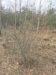 Berberis vulgaris