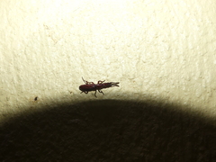Brentidae