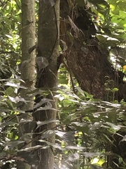Xiphorhynchus fuscus
