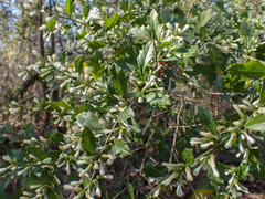 Baccharis glomeruliflora