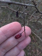 Berberis vulgaris