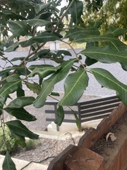 Cupaniopsis anacardioides