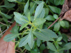 Mecardonia acuminata
