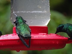 Colibri cyanotus