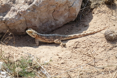Agama aculeata
