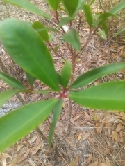 Ardisia