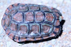 Homopus areolatus