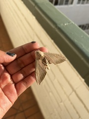 Pseudoclanis postica