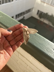 Pseudoclanis postica