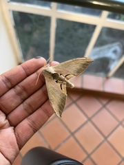 Pseudoclanis postica