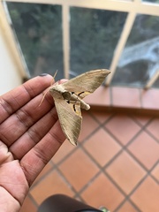 Pseudoclanis postica