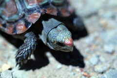 Homopus areolatus
