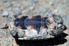 Homopus areolatus