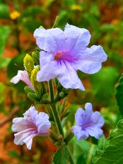 Ruellia ciliatiflora